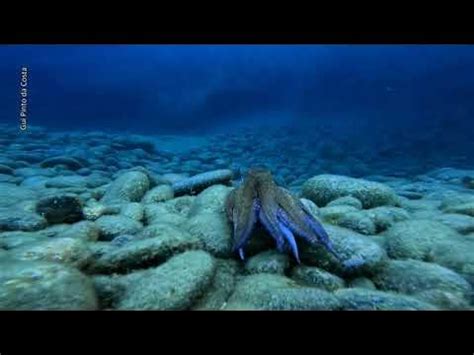 octopus youtube