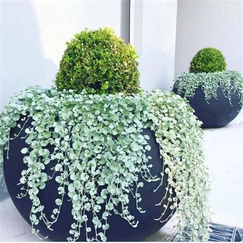 Ампельные растения в ландшафте сада + фото