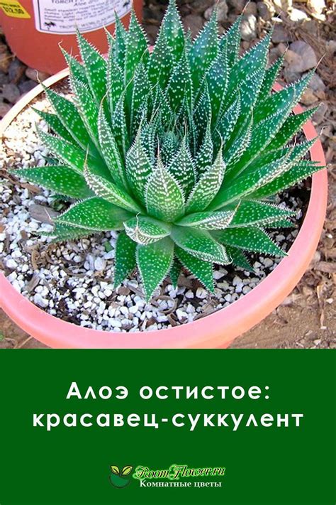 Алоэ остистое: красавец-суккулент и 2 способа размножения | Succulents ...