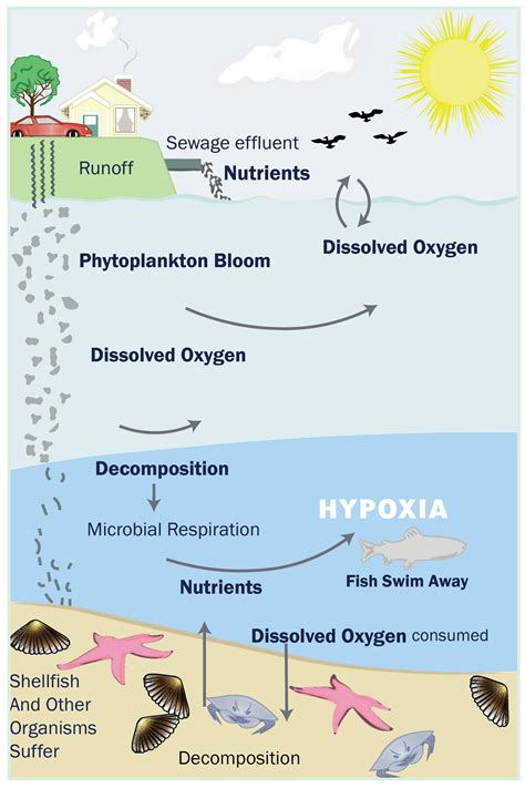 LIS Hypoxia and Nitrogen Reduction Efforts