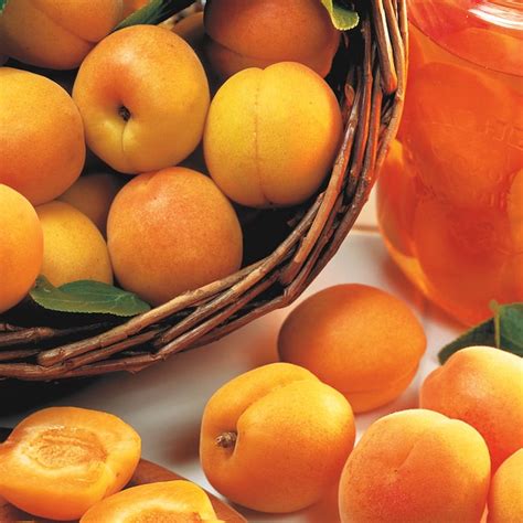 Gurneys Seed And Nursery Fruit Manchurian Bush Apricot Starter Tree