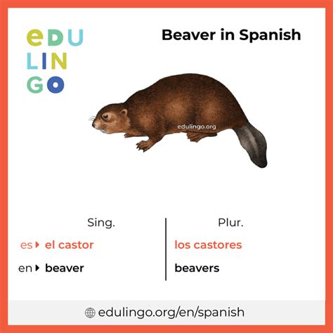 Beaver in Spanish • Writing and pronunciation (with pictures)