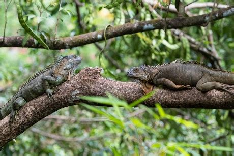 95 Green iguanas Stock Pictures, Editorial Images and Stock Photos ...