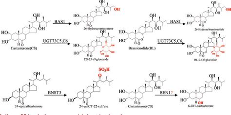Figure 1 from Regulation of brassinosteroid biosynthesis and ...