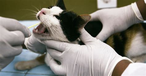 Why should I vaccinate my cat against feline leukemia?