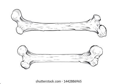 63,257 Bones Sketch Images, Stock Photos & Vectors | Shutterstock