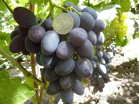 Краса Балок | питомник ГАЛЕРЕЯ ВИНОГРАДА