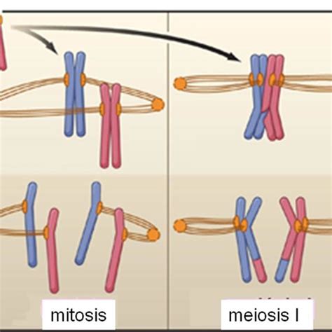 2 Robertsonian Translocation Or Centric Fusion Source Download Scientific Diagram