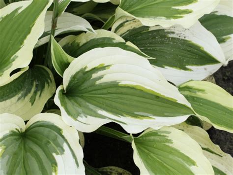 Хоста Силк Роад (Silk Road) - купить в Минске, доставка почтой по ...