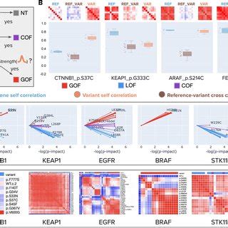 Morphology Based Variant Impact Phenotyping CmVIP And Resulting