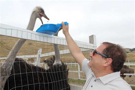 Ostrich farm opens to the public - SanBenito.com | Hollister, San Juan