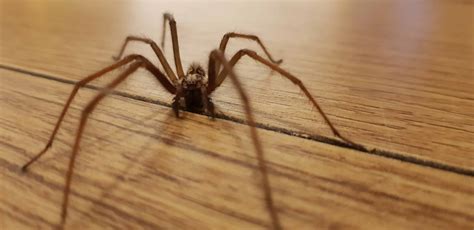 Giant House Spider Pictures Az Animals