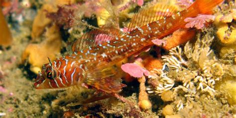 Everything You Need to Know about Aquatic Animals ~ Knowledge Merger