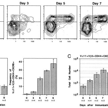 Chemotactic Response Profiles Of In Vivoactivated OVA Specific T Cells