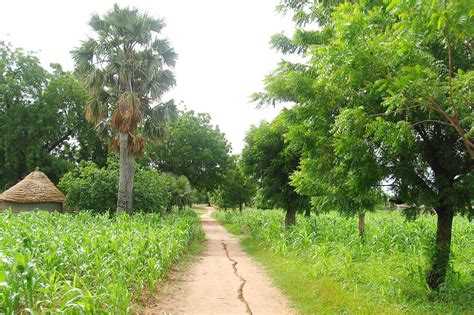 Blue Green Atlas The Climate Of Cameroon