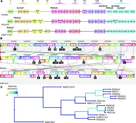 Genomic Tale Distribution And Genome Alignment Of Xoo Strains Used In