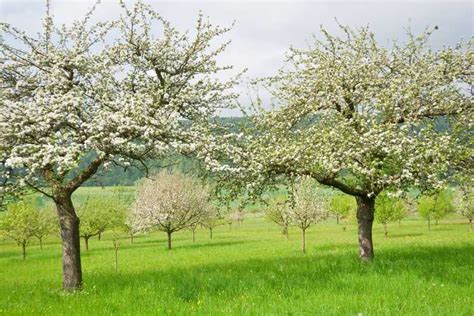 Meilleur moment pour pulvériser les arbres Quand pulvériser les