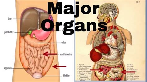 Organs In The Body - Internal Organ Images Stock Photos Vectors ...