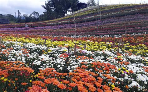 Flower Farm In Baguio Address Best Flower Site