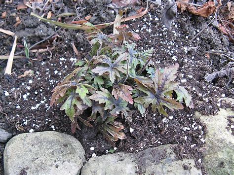 Tiarella, Tiarella, Tiarella