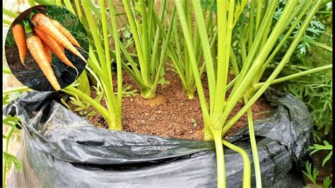 How To Grow Carrots In Plastic Bags Seed To Harvest Youtube