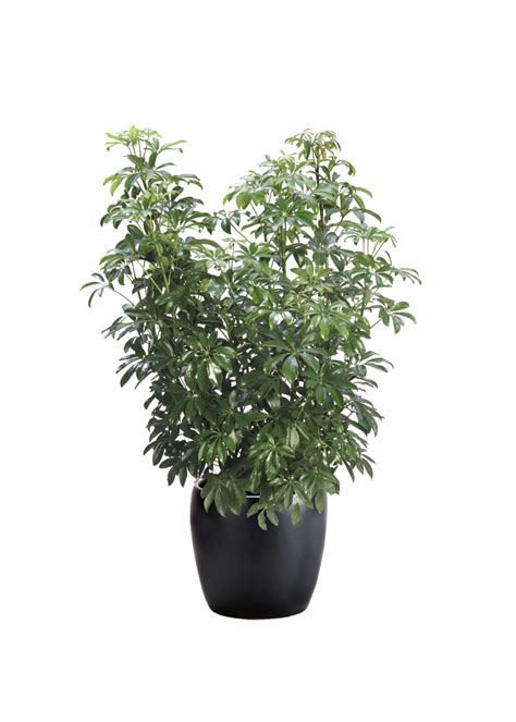 Schefflera Arboricola Bush Phillip S Interior Plants Displays