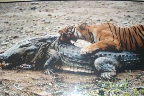 Story of the Tigress Machli – The Most Famous Tiger of Ranthambore ...