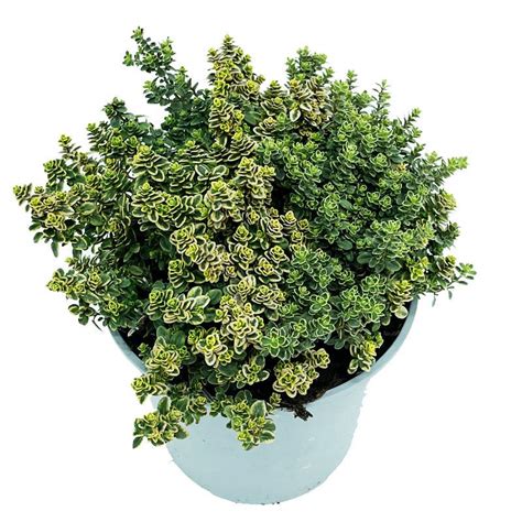 Pianta Di Timo Al Limone Aureo Thymus Citriodorus Aureus In Vaso 14