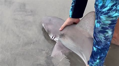 VIDEO Local Fisherman Frees Accidentally Caught Shark At Folly Beach Pier