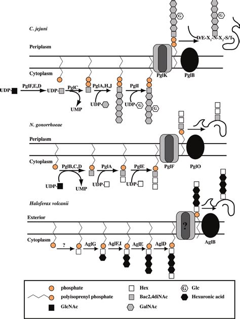 Protein N And O Glycosylation Pathways In Bacteria And Archaea 1