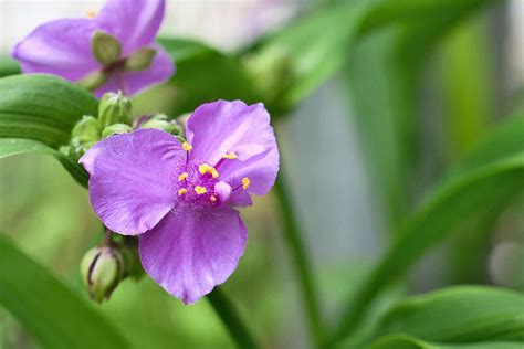 Spiderwort care, grow and propagate the different species