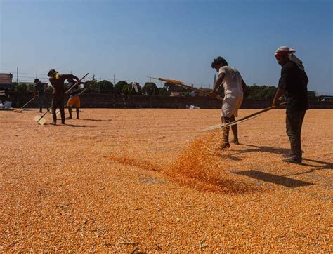 Corn Harvest The Manila Times