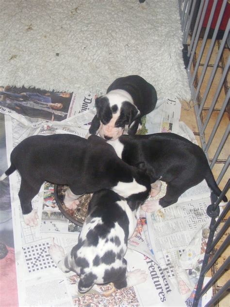 CULSEANDANES GREAT DANES: Raw Feeding Great Dane Puppies with pics