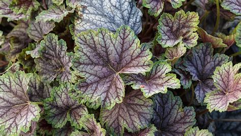 Shrubs Archives Rosedale Nurseries