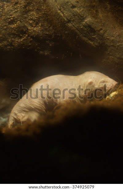 Burrow Naked Mole Rat Heterocephalus Glaber Stock Photo Shutterstock