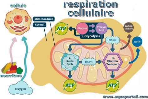 Respiration Cellulaire Définition Illustrée Et Explications
