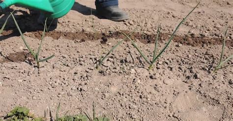 A Farmer Watering His Crops · Free Stock Video