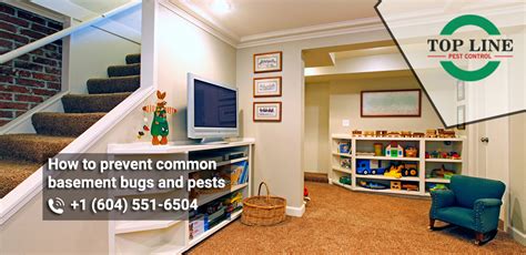 prevent common basement bugs  pests top  pest control