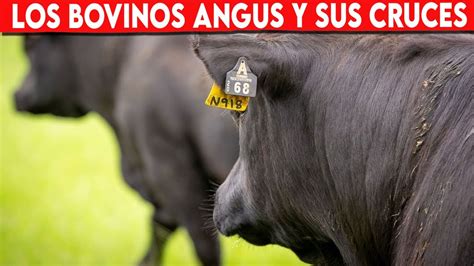 BOVINOS ANGUS Y SUS CRUCES Raza Angus Y Brangus YouTube