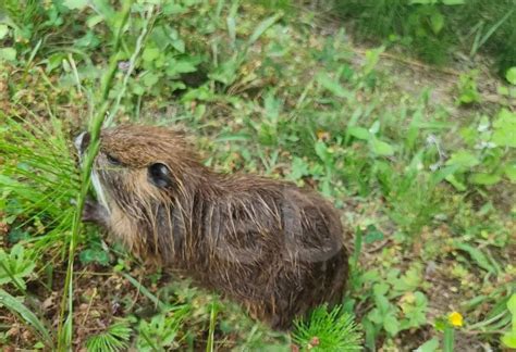 Enpa Nutrie Del Parco Teodorico Si Pratichi La Sterilizzazione