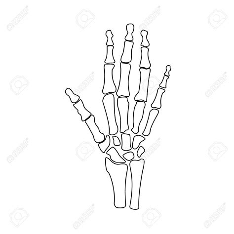 Hand Bones Drawing at GetDrawings | Free download