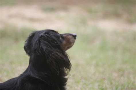 Rafter M Dachsunds - History Dachshunds were originally bred in Germany ...
