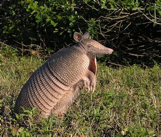 Giant Armadillo