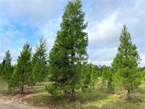 How To Cut Your Own Christmas Tree In Florida At Santas Farm Orlando