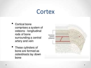 bone biology  principle  bone healing