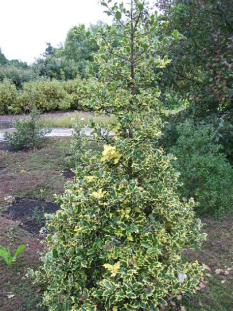 Ilex Aquifolium Madame Briot Bonte Hulst Bloemenpark Appeltern