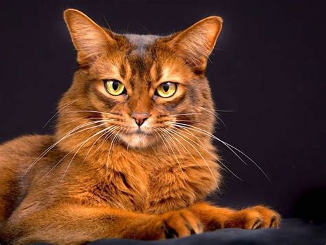 somali cats petful abyssinian cats cat