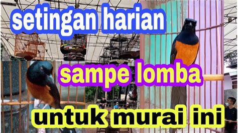 Perawatan Harian Murai Batu Balak Dan Setingan Lomba Murai Batu Balak