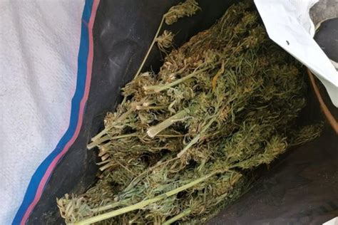 В Украине построят завод по переработке технической конопли ...