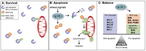 Biomolecules Free Full Text Stress Relief Techniques P38 Mapk